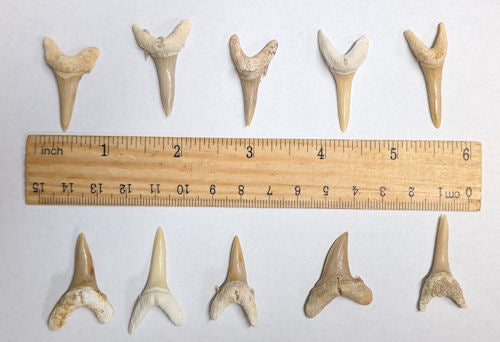 Ten 40-Million-year-old Fossil Shark Teeth (SKU#A4)